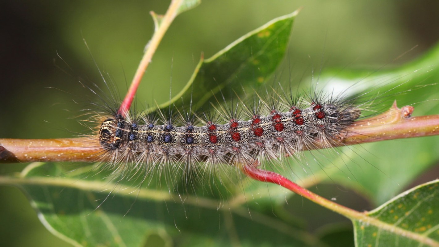 “Each egg mass contains 400 to 600 larva — and we were not anticipating that."