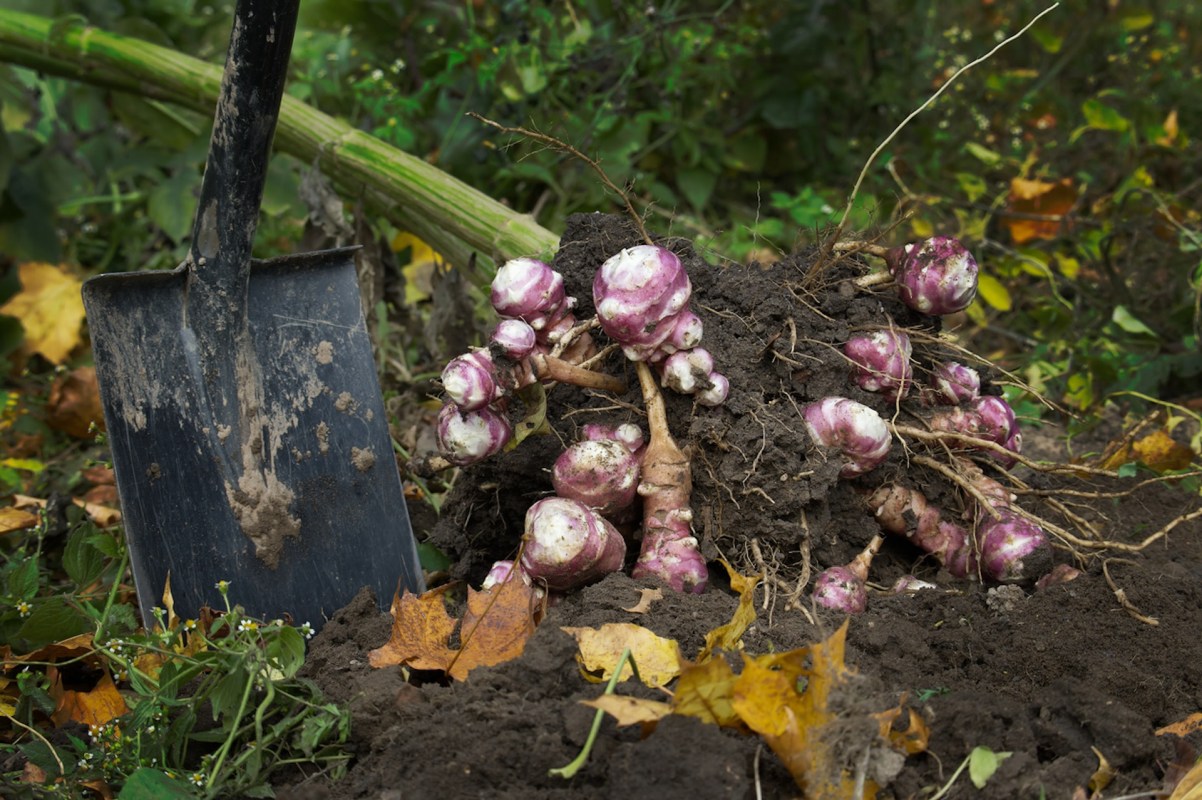 "After learning what they could do, [I] kept mine potted."