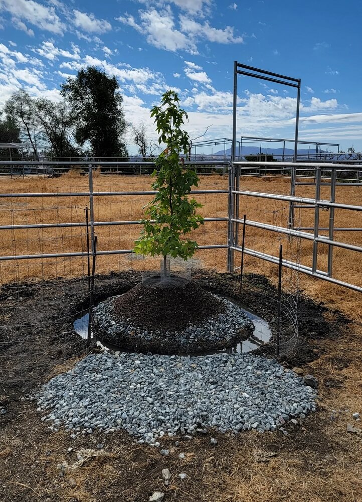 "I still don't understand how this tree is going to grow roots."