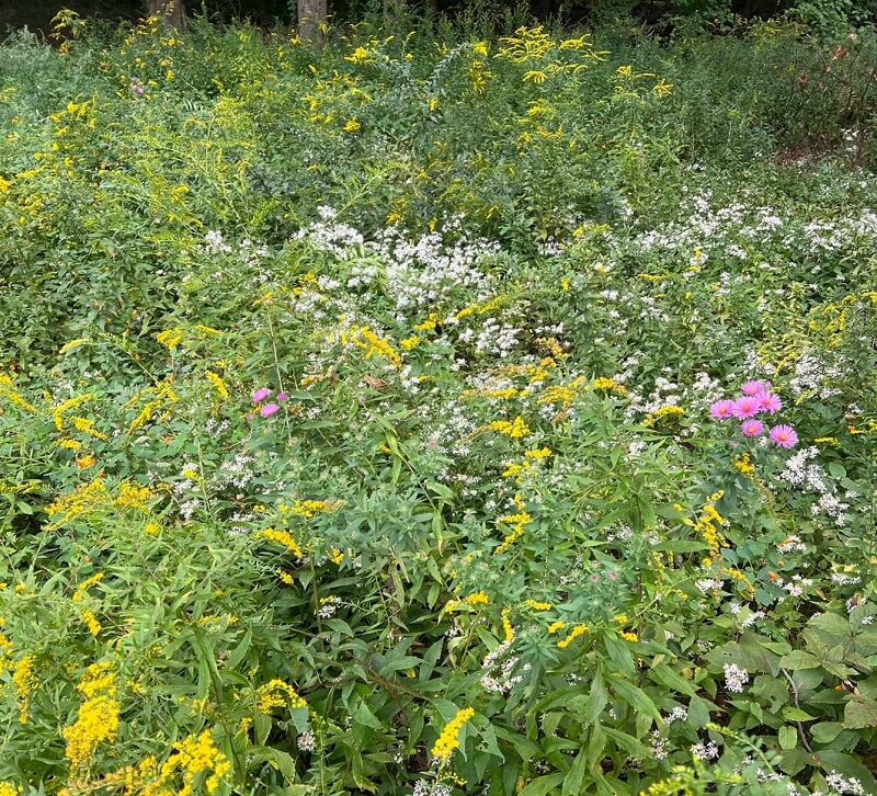 "So important for the pollinators."