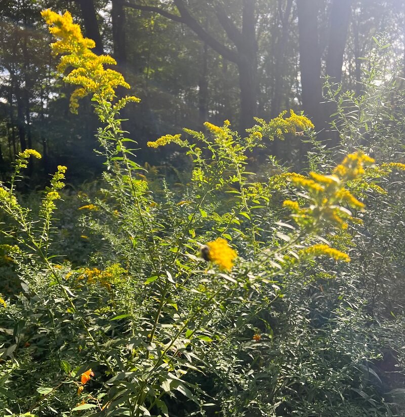 "So important for the pollinators."