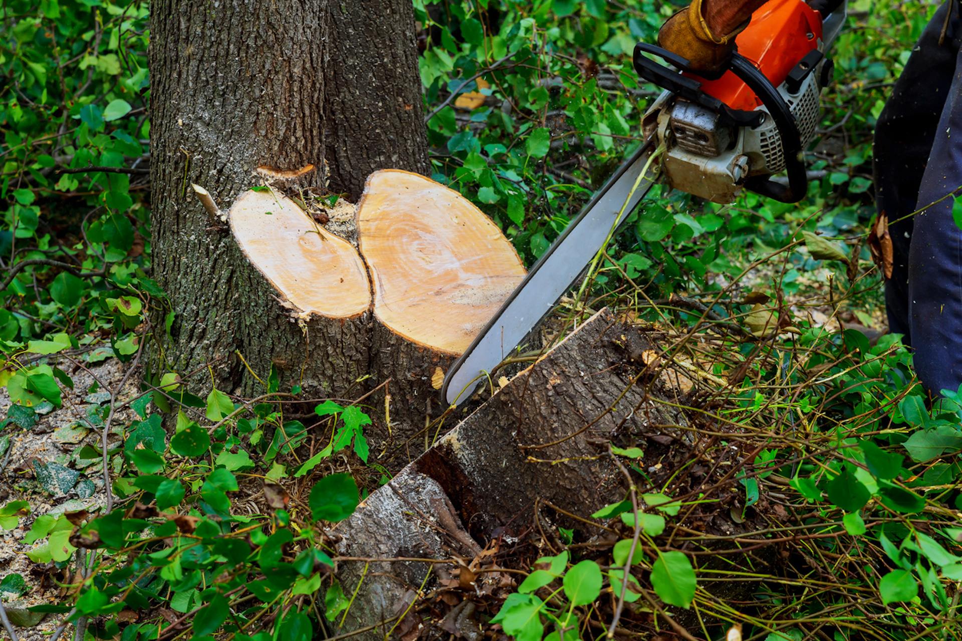 "Make it cost them a lot of money and still have the trees there, so they learn their lesson."