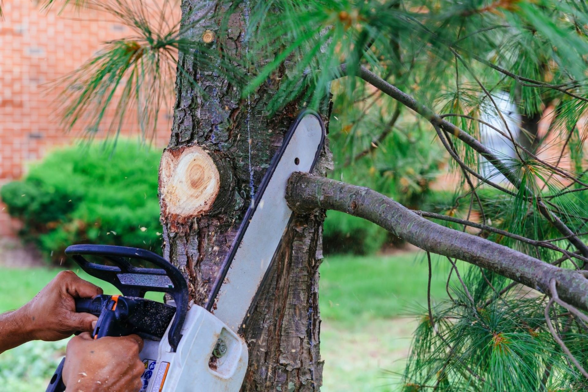 "My neighbor took it upon himself to trim my tree."