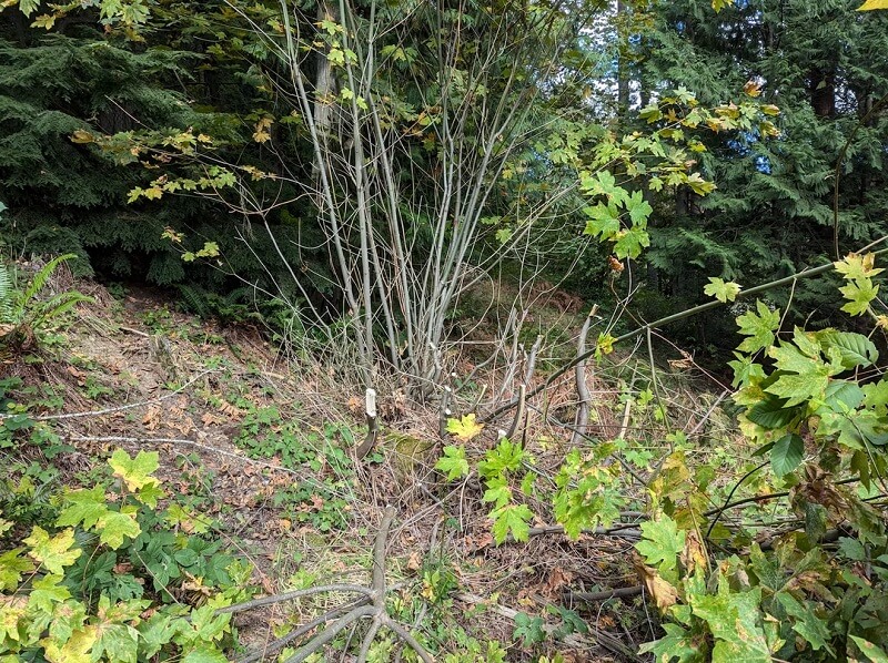 "This is not the first time, but is the first time I have evidence of him damaging trees."