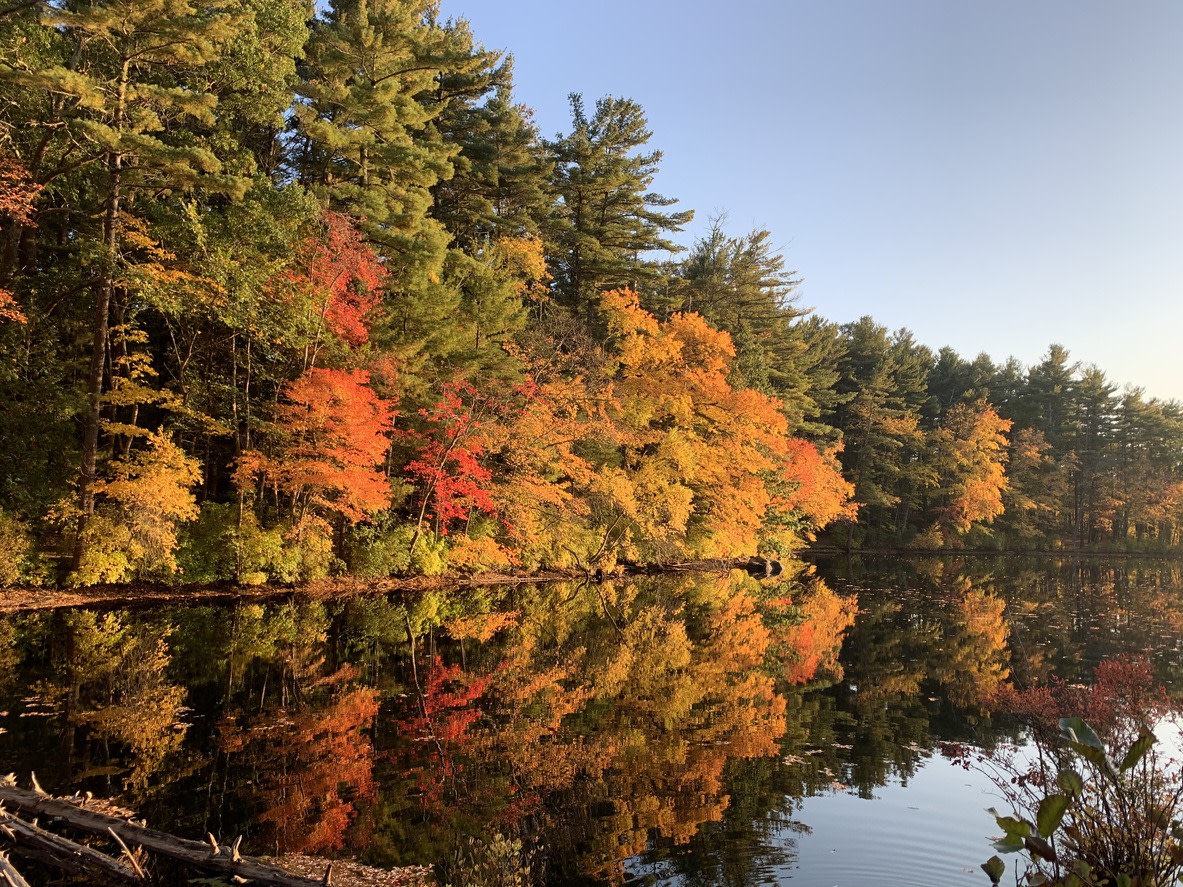 The town's forests are struggling due to invasive species and canopy trees that stunt younger trees' growth.