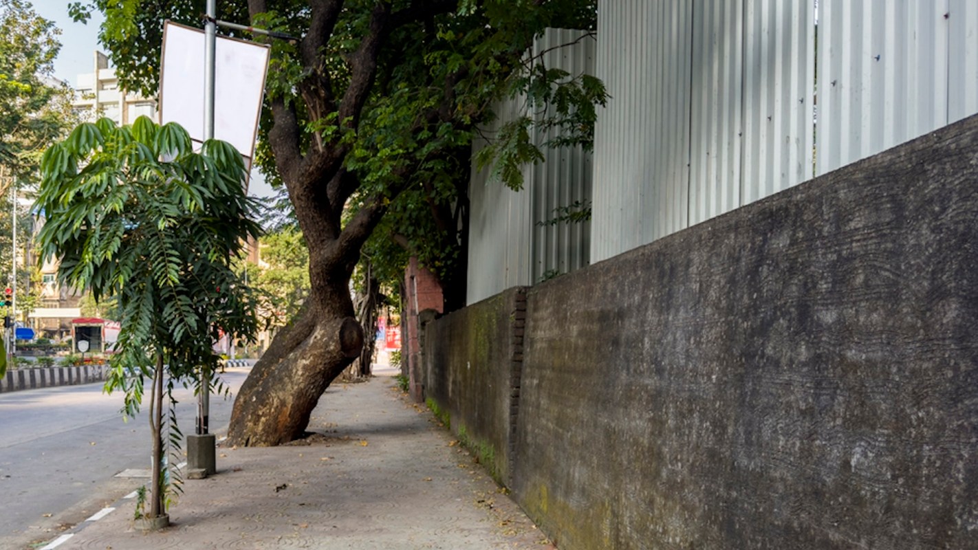 "If we can't take care of the tree in front of our home, how can we expect to save a place like the Amazon?"