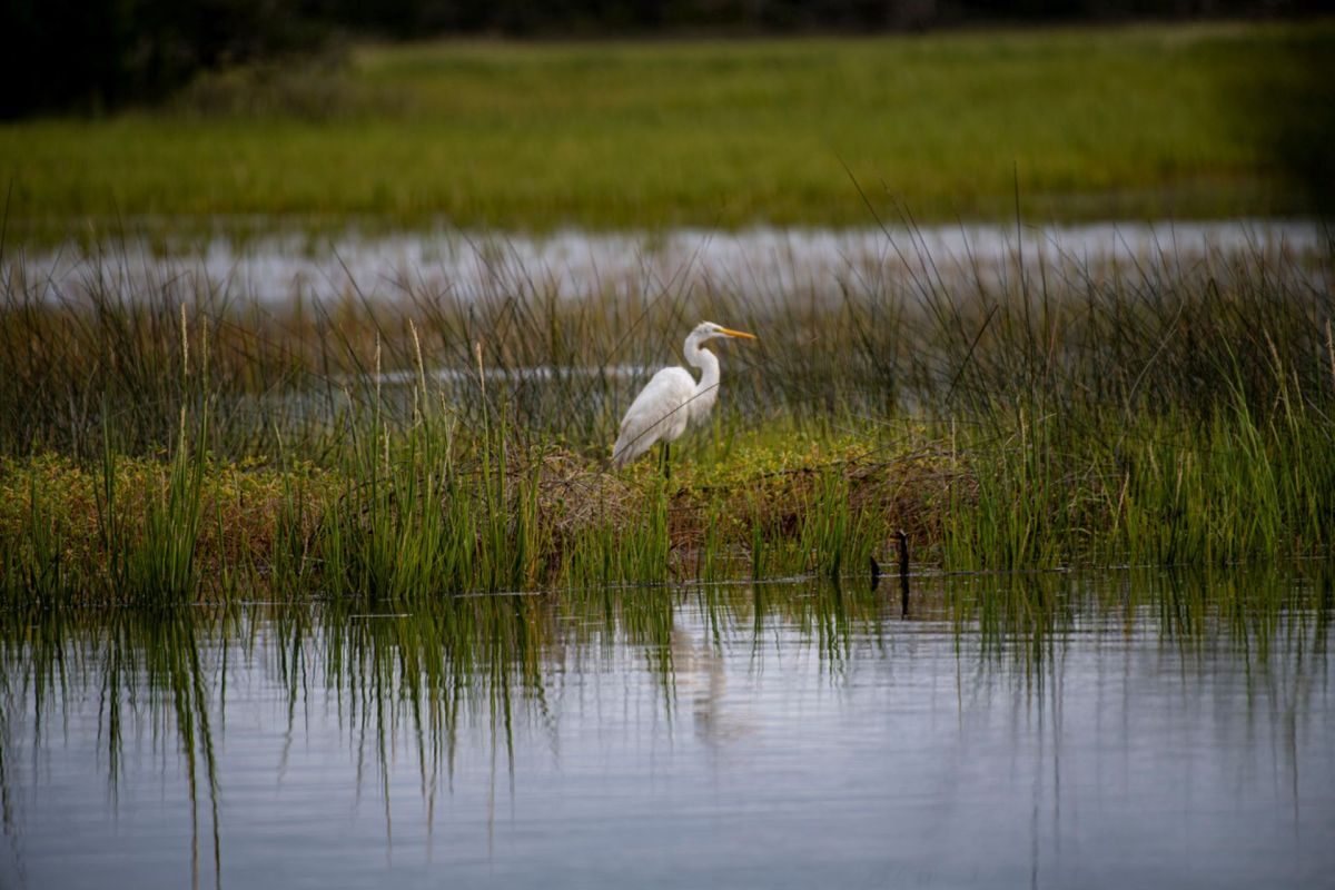 "We've changed so much of the earth that we really need to understand how nature works in our presence."