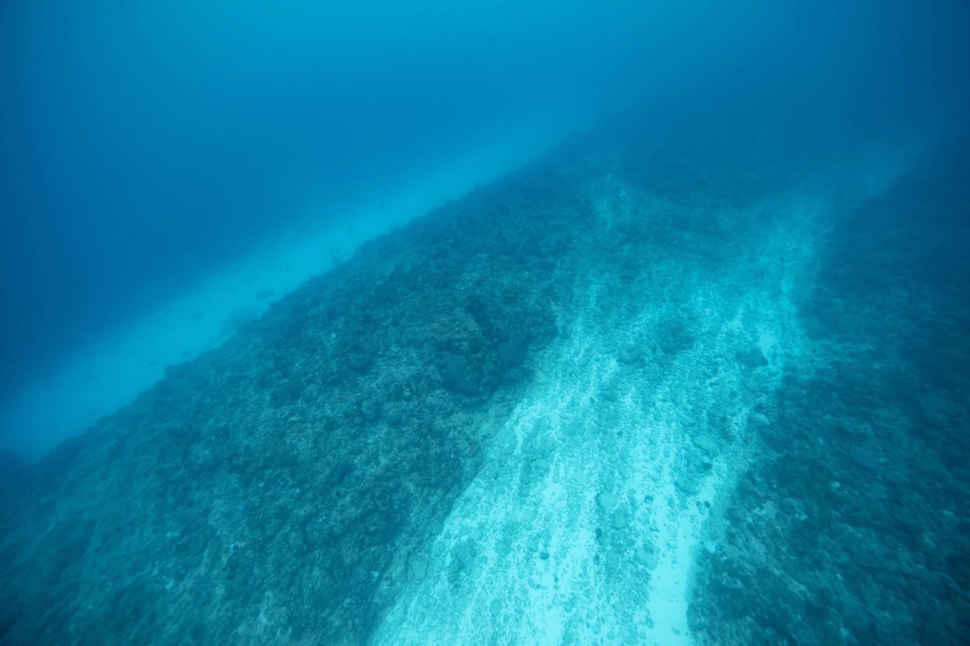 The decline of whale sharks poses serious risks to marine ecosystems.