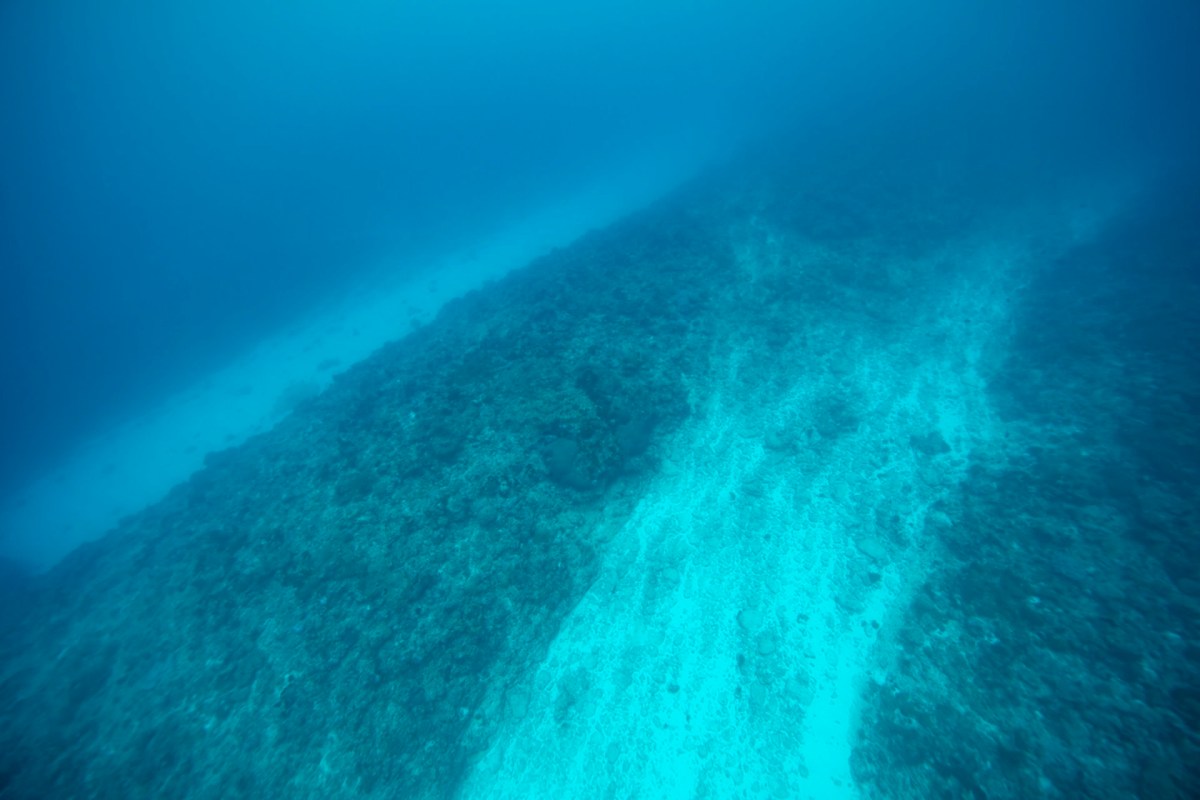 The decline of whale sharks poses serious risks to marine ecosystems.