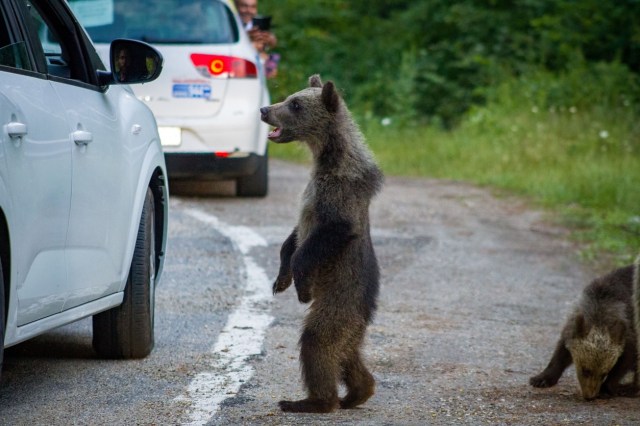 "You've normalized that the bear thinks humans will give it food."