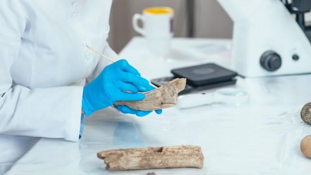 Scientists recently discovered a 3,775-year-old piece of wood in Canada.