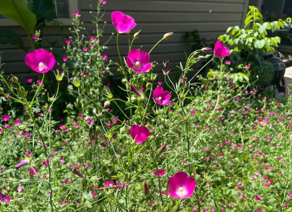 "It's always a sea of pink in the spring!"