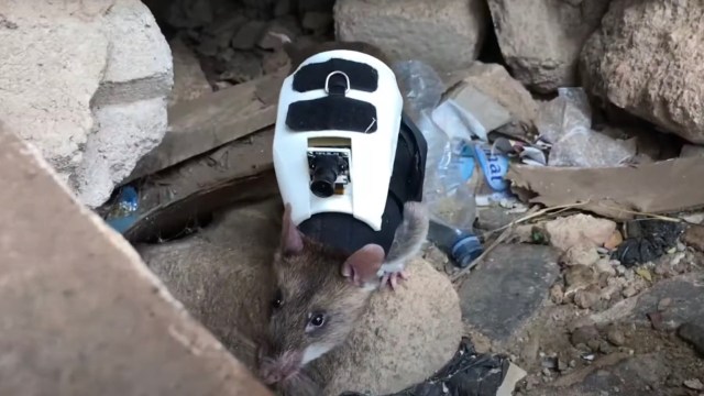 The rats were able to find the illegal items even when they were hidden in other smelly substances that smugglers had previously used to transport these materials undetected.