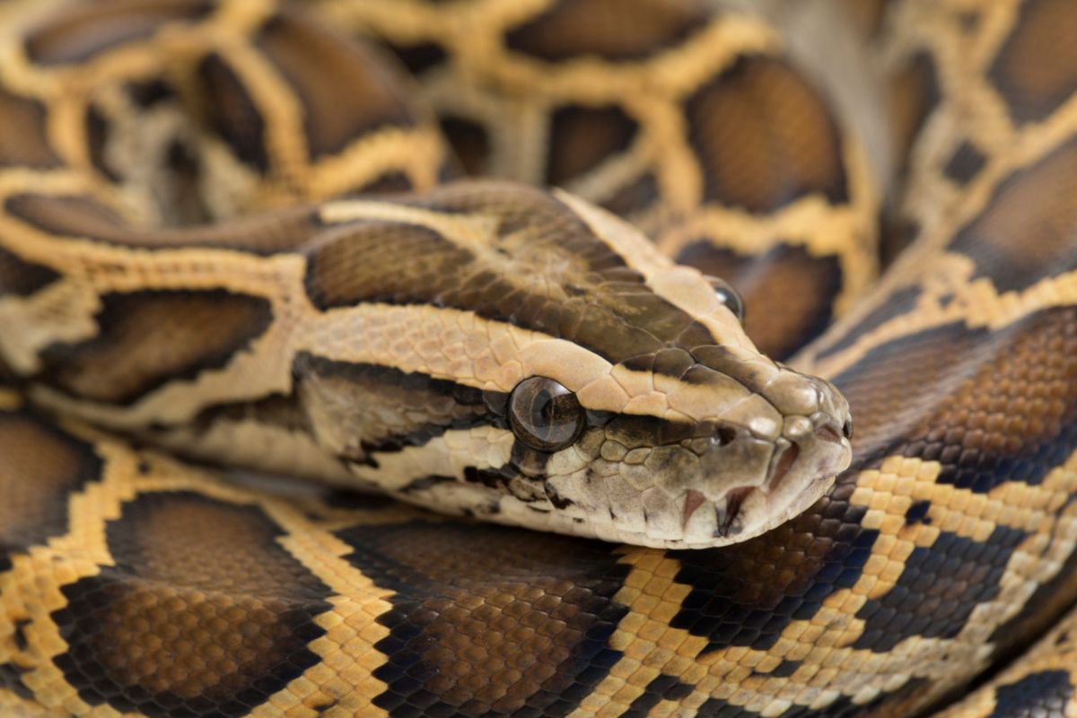 Efforts to control the python population have been ongoing for years.