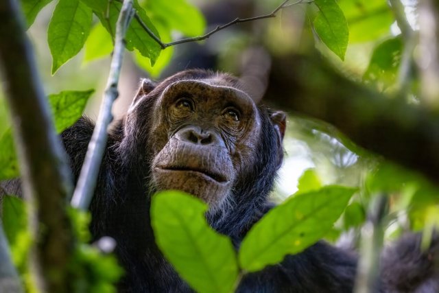 This new research underscores the devastating impact of human-caused environmental changes on primates.