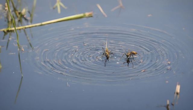 Back-to-back Hurricanes Helene and Milton flooded rivers in west-central Florida and left ideal conditions for disease-carrying mosquitoes to breed.