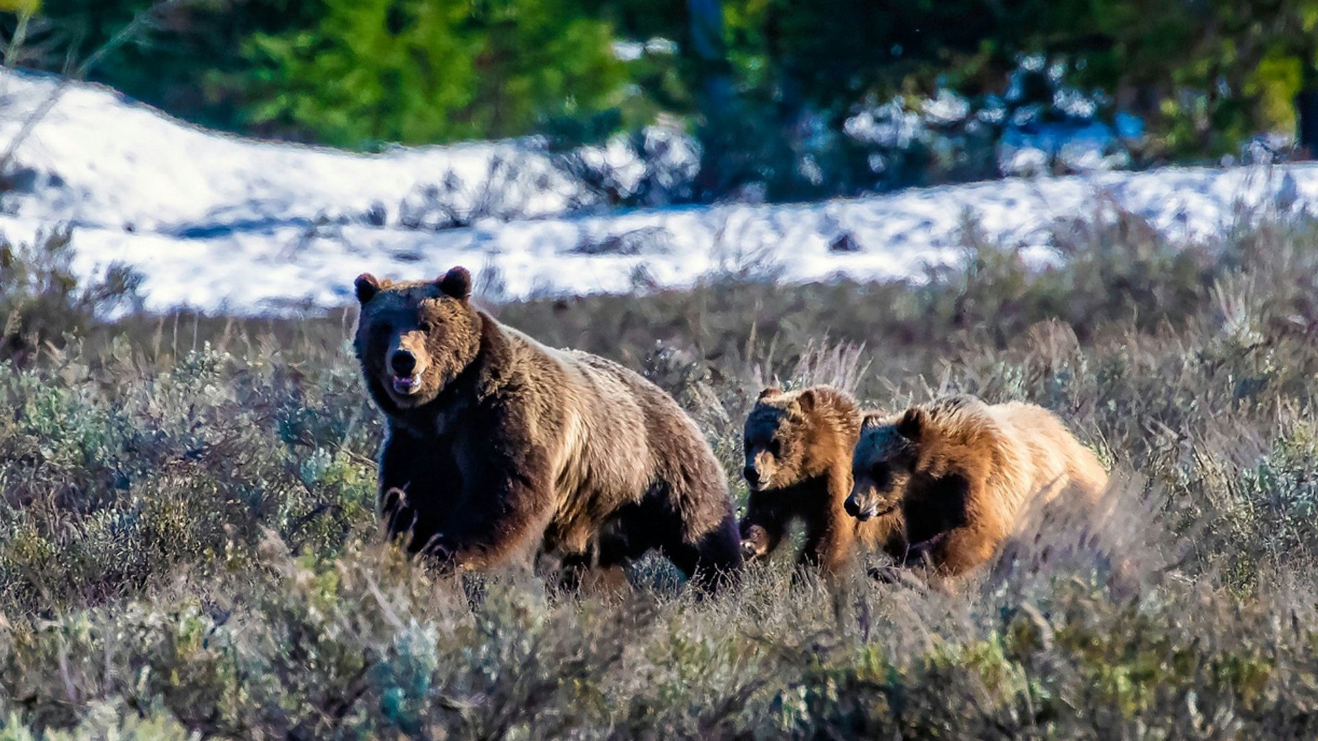 Grizzlies remain a protected species under U.S. law.