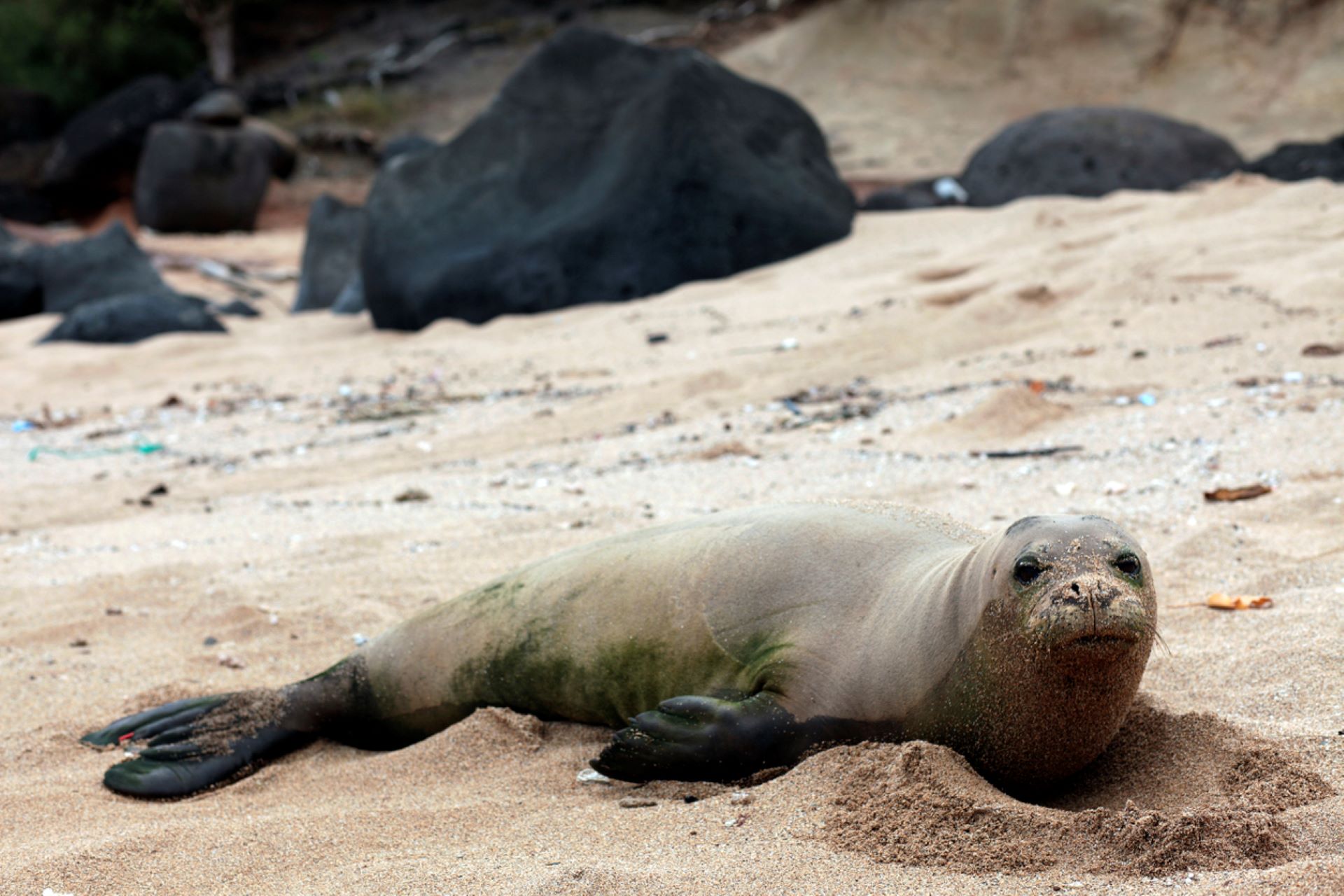 "The wildlife is beautiful in Hawai‘i, but make sure to give them some space!"