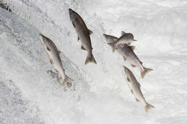 Over 100 million sockeye salmon smolts and 10 million adult sockeye salmon traversed through their blades without noticeable damage or death.