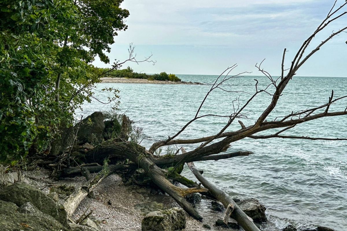 "A whole-of-government approach is required to restore the wetlands we have left."