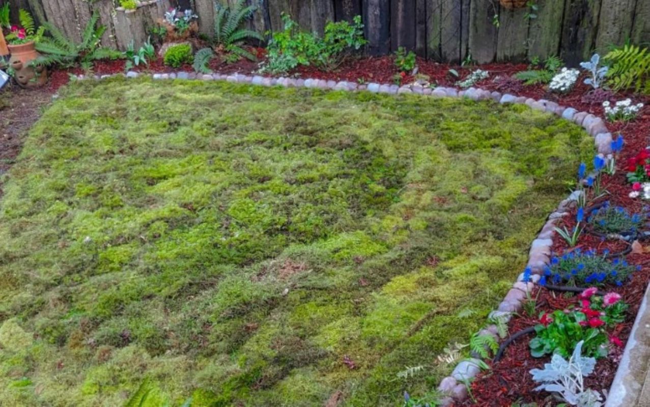 Providing that you have a shady yard with acidic soil, you should have no trouble growing a moss lawn.