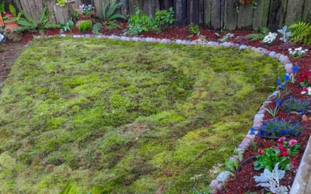 Providing that you have a shady yard with acidic soil, you should have no trouble growing a moss lawn.