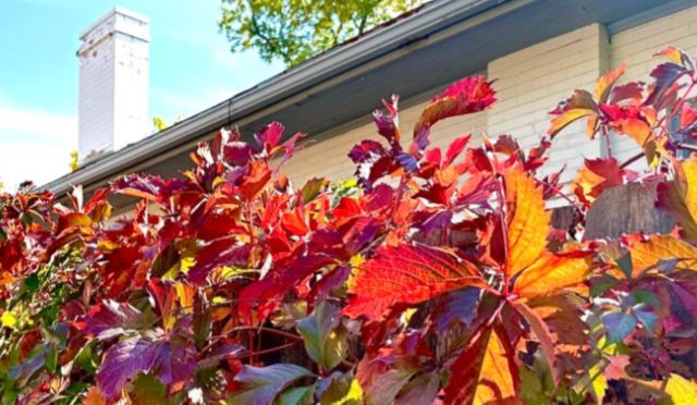 "An important source of food for songbirds in the winter, and deer, squirrels, skunks, and other small animals also eat them."