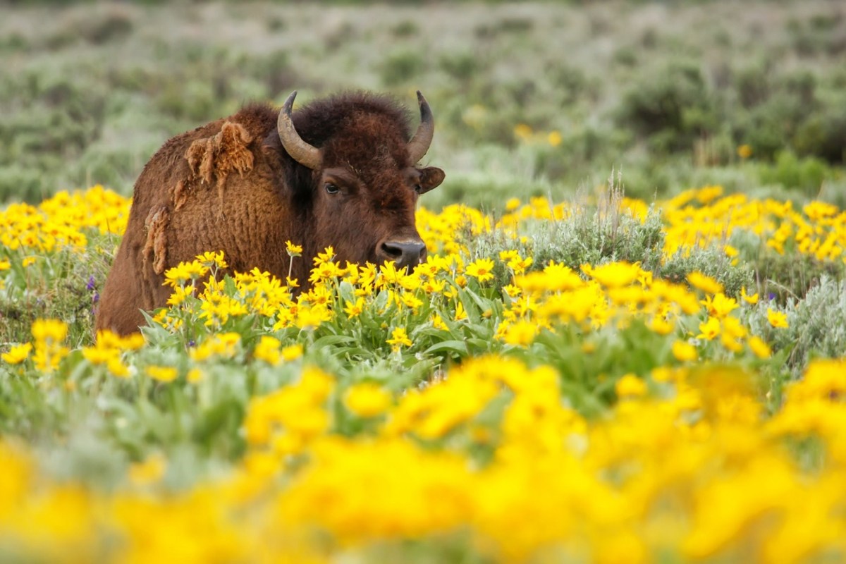 "They are called wild animals for a reason and not pets."