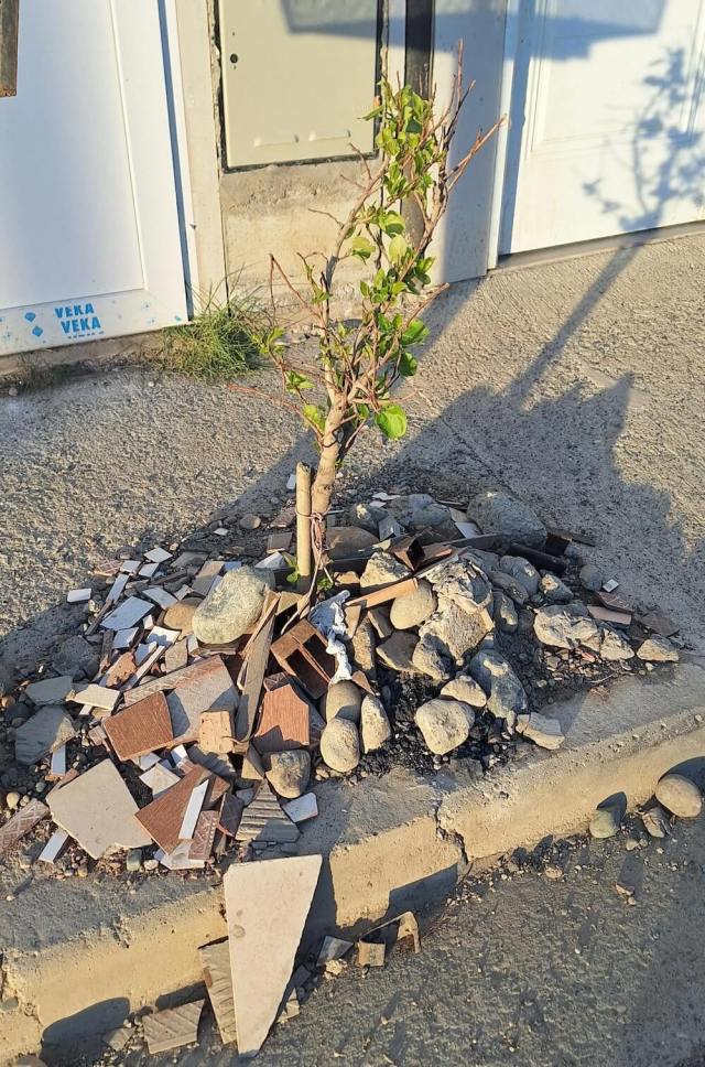 How someone planted the tree is concerning because poplars are supposed to be fast-growing trees.