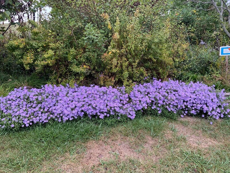 "Just planted some today! Hope it gets to where yours is."