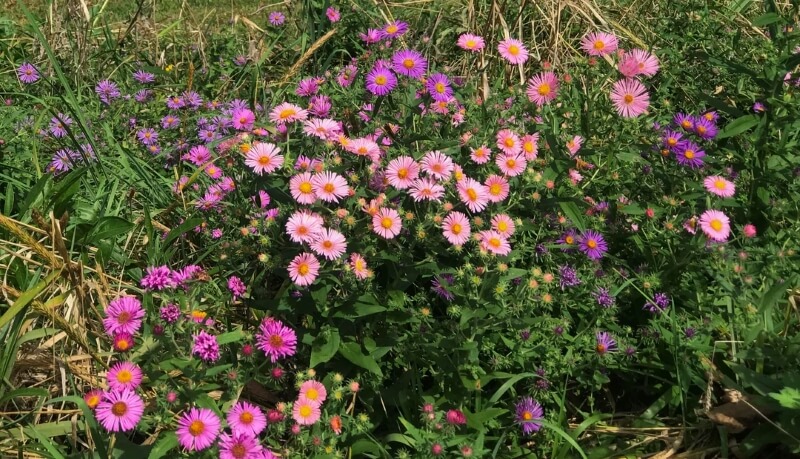 "This is the first year I've had all the asters up and blooming and it is beautiful!"