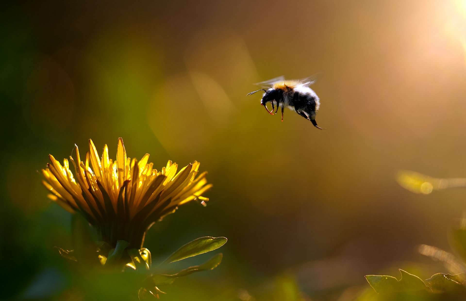 We will likely need much stronger laws and regulations to protect the bees.