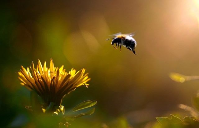 We will likely need much stronger laws and regulations to protect the bees.