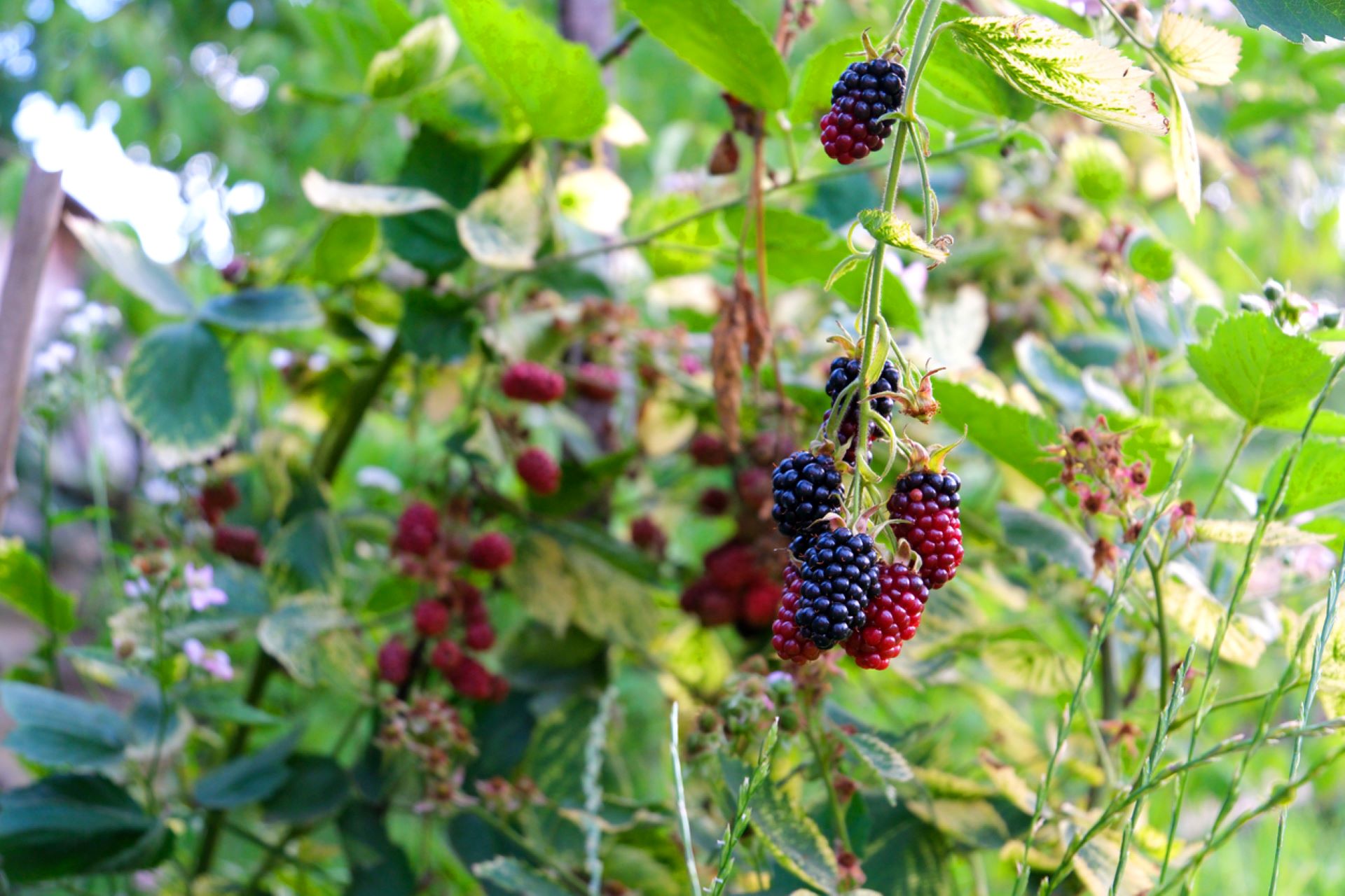 "I need something to kill these things to the root because we can't be doing this every year."