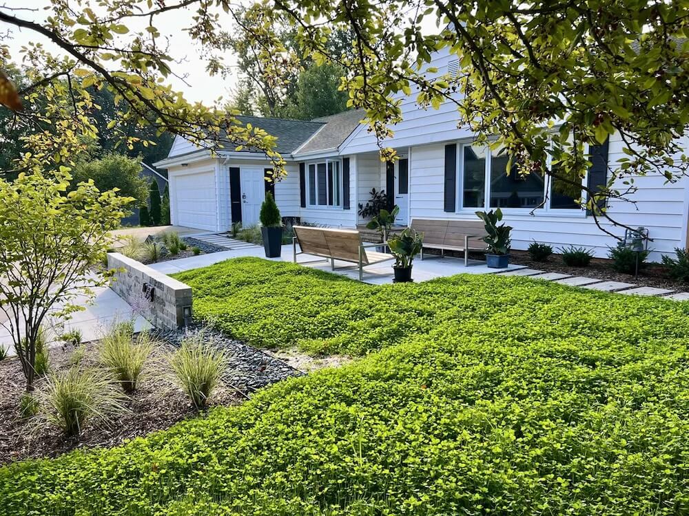 Their foray into the world of native plant lawns yielded stunning, lush, and vibrant results. 