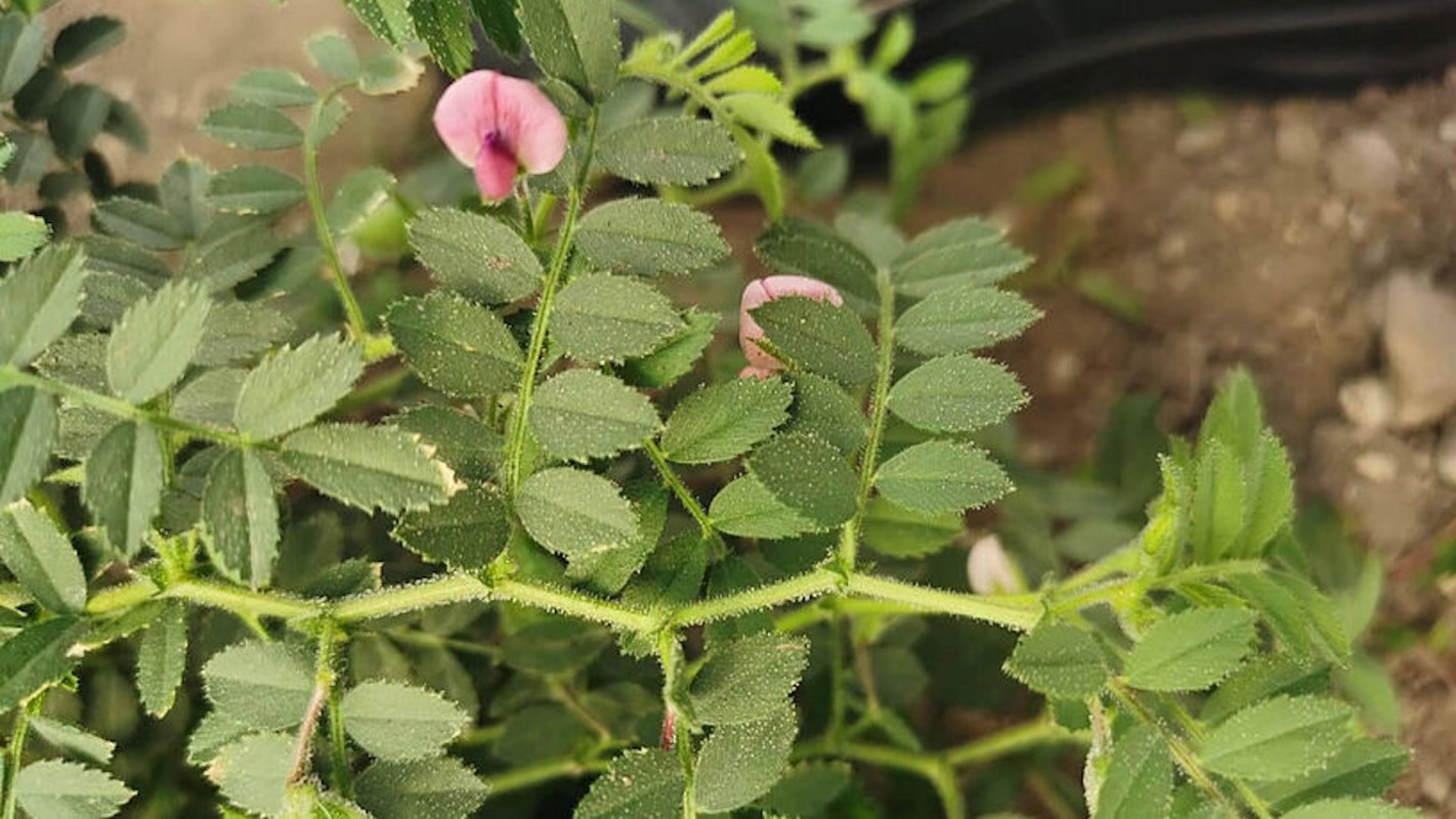 "This natural genetic variability is particularly important in order to withstand climate change and ensure the survival of the plant."