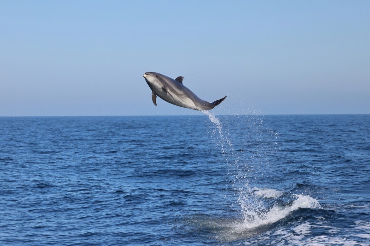 They've been discovered in whales, fish, krill, and now dolphins, posing a severe risk to their health.