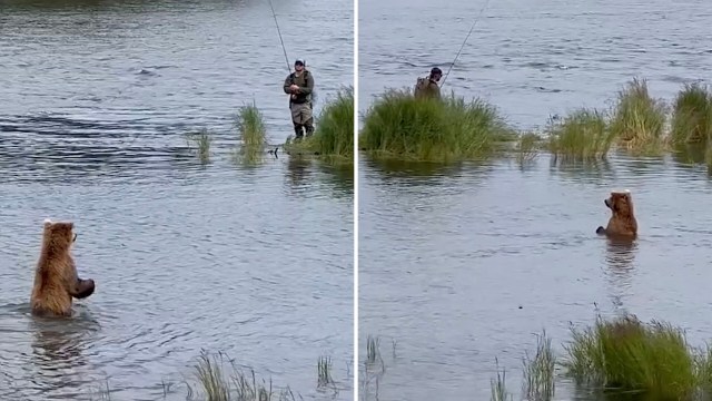 The angler in the video is considerably closer than the recommended 100-yard distance from the bear, still trying to get the best catch.