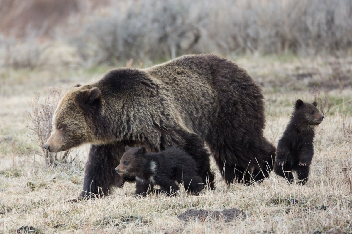 "State agencies manage most species that aren't federally endangered, and they take a lot of pride in their ability to do so."