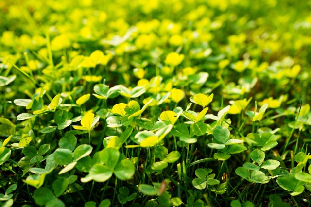 Clover lawn