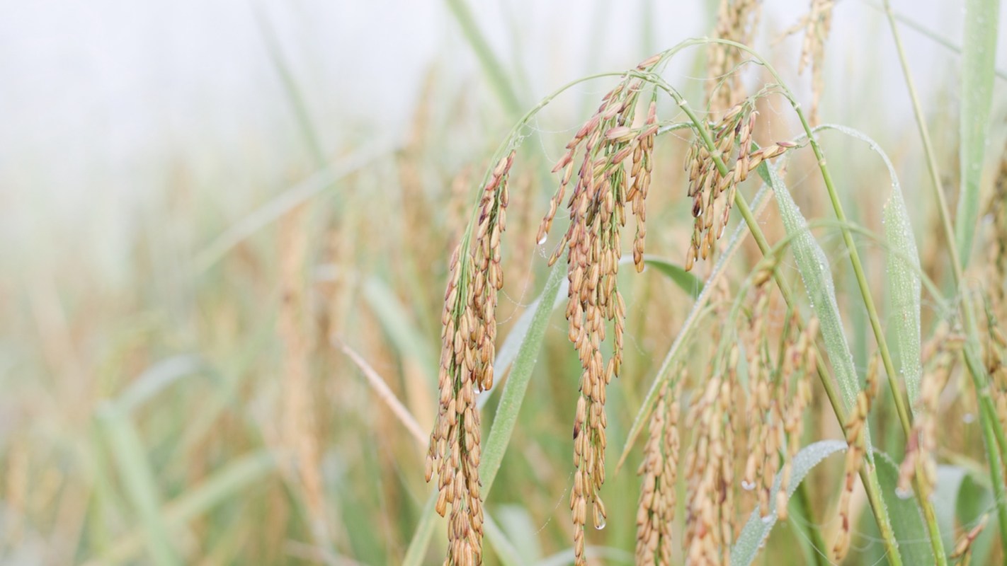 The researchers are helping protect food security while expanding crop yields in areas that don't have ideal climates for growing.