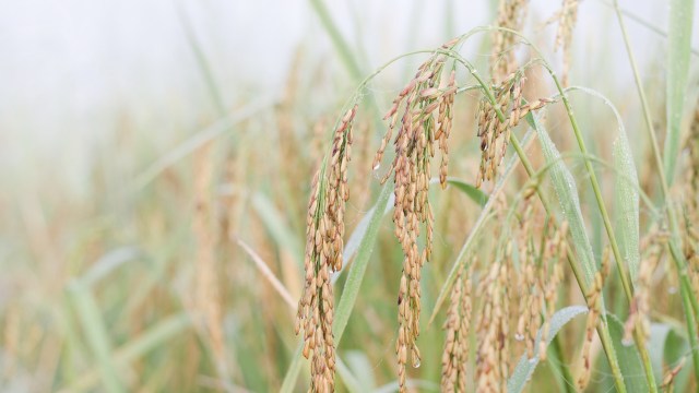 The researchers are helping protect food security while expanding crop yields in areas that don't have ideal climates for growing.