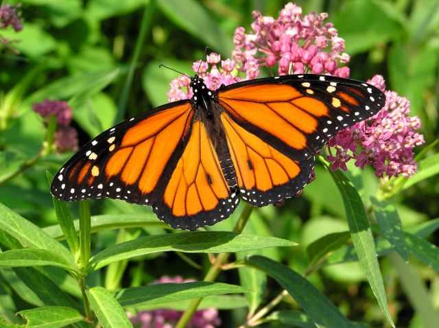 Unfortunately, the number of monarchs has declined over the last two decades.