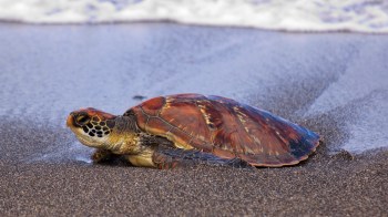 "The cause of death is unknown, but plastic was found in its mouth and tied tightly around its front flipper"