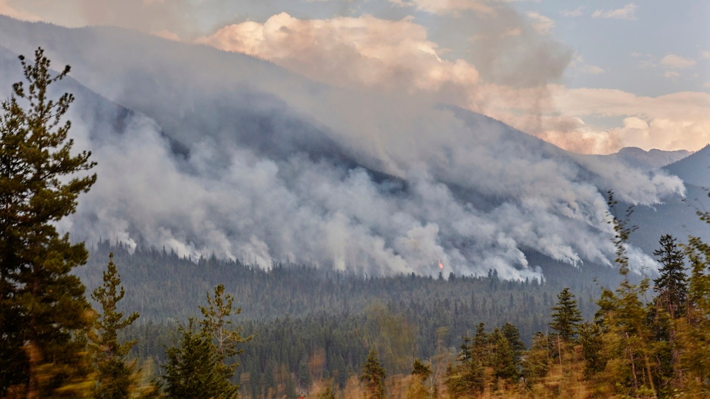 "A warning of the growing vulnerability of forests."