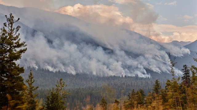 "A warning of the growing vulnerability of forests."