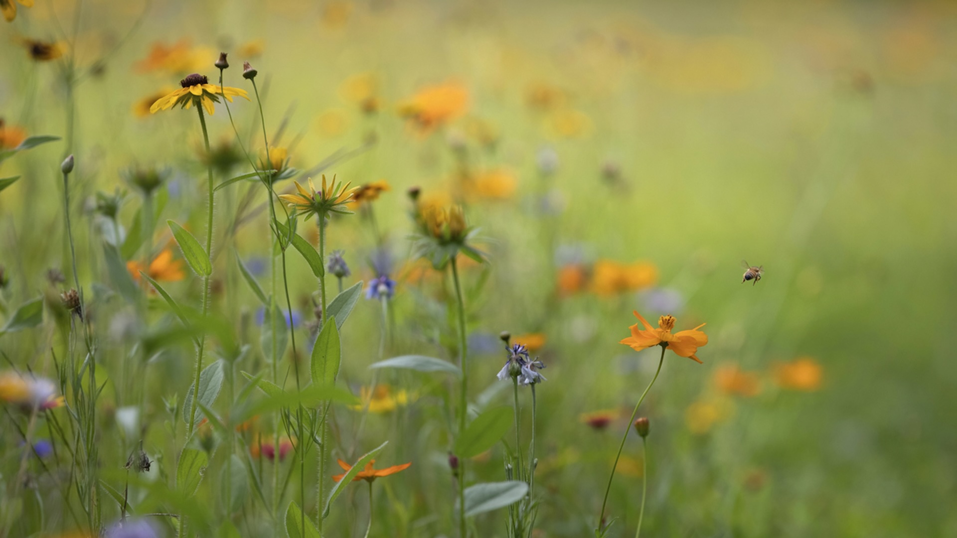 Pollinator powerhouses are adapting in ways that would once have been thought unlikely, if not impossible.