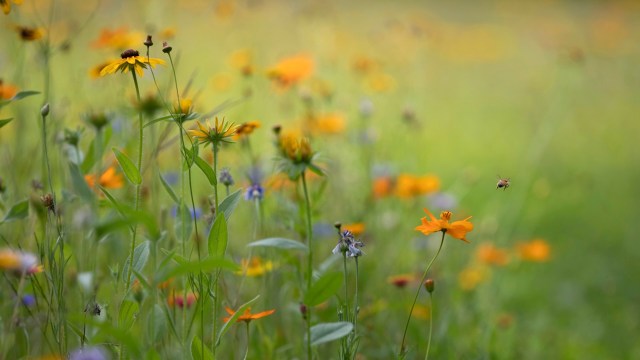 Pollinator powerhouses are adapting in ways that would once have been thought unlikely, if not impossible.