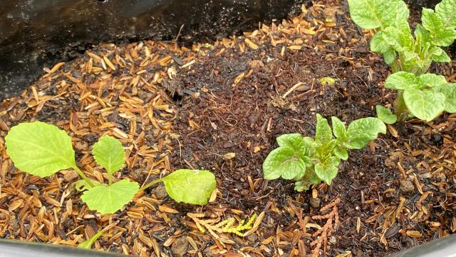 Gardening is one of the most enjoyable ways to be eco-friendly.