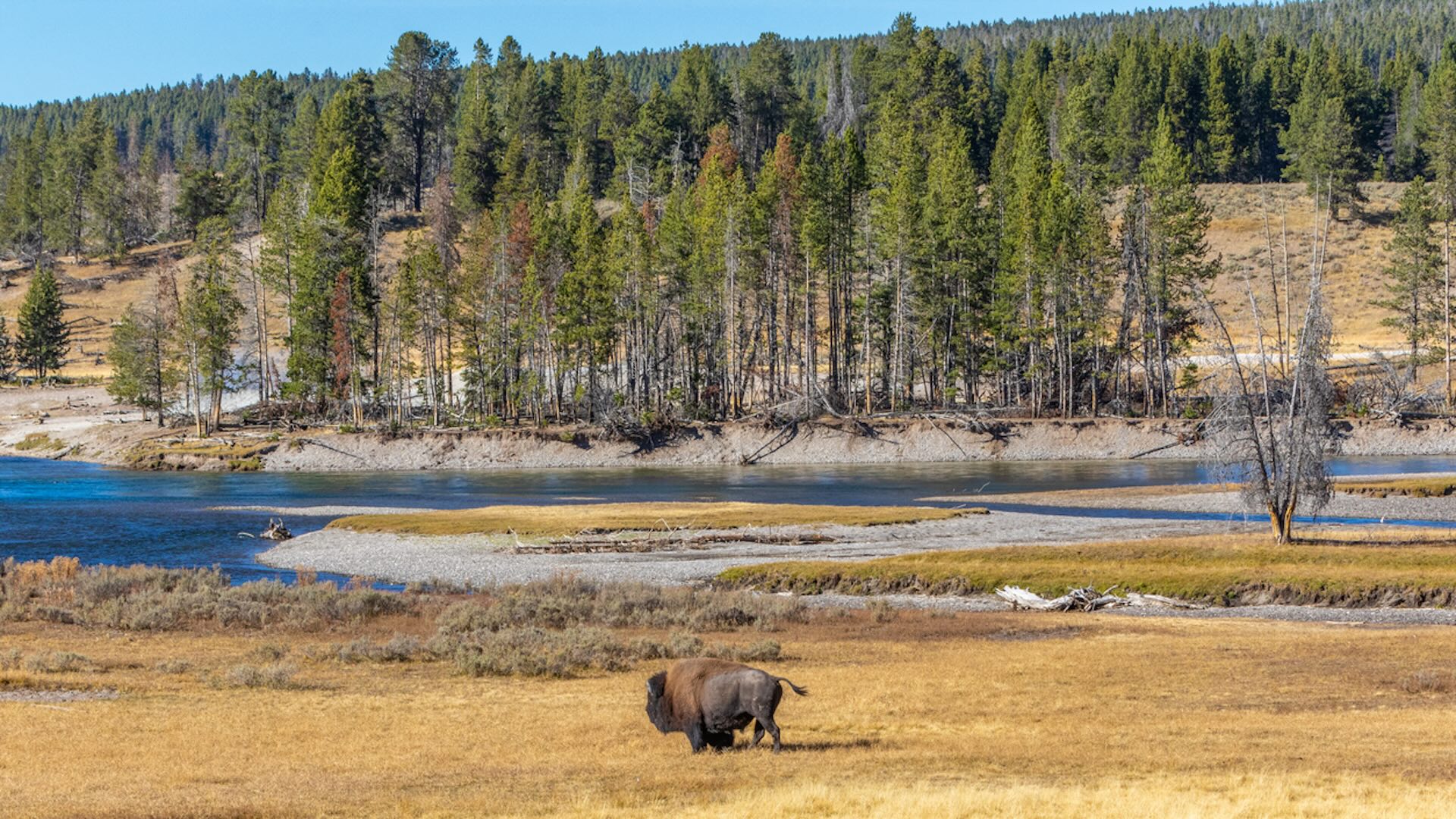 "Bison, like any other animal inside Yellowstone, should be given plenty of space."